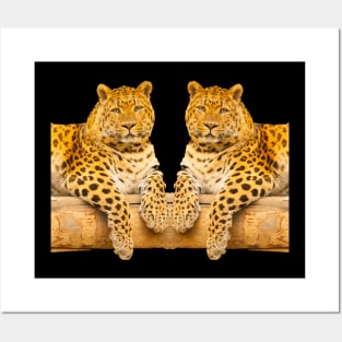 Two leopards Posters and Art